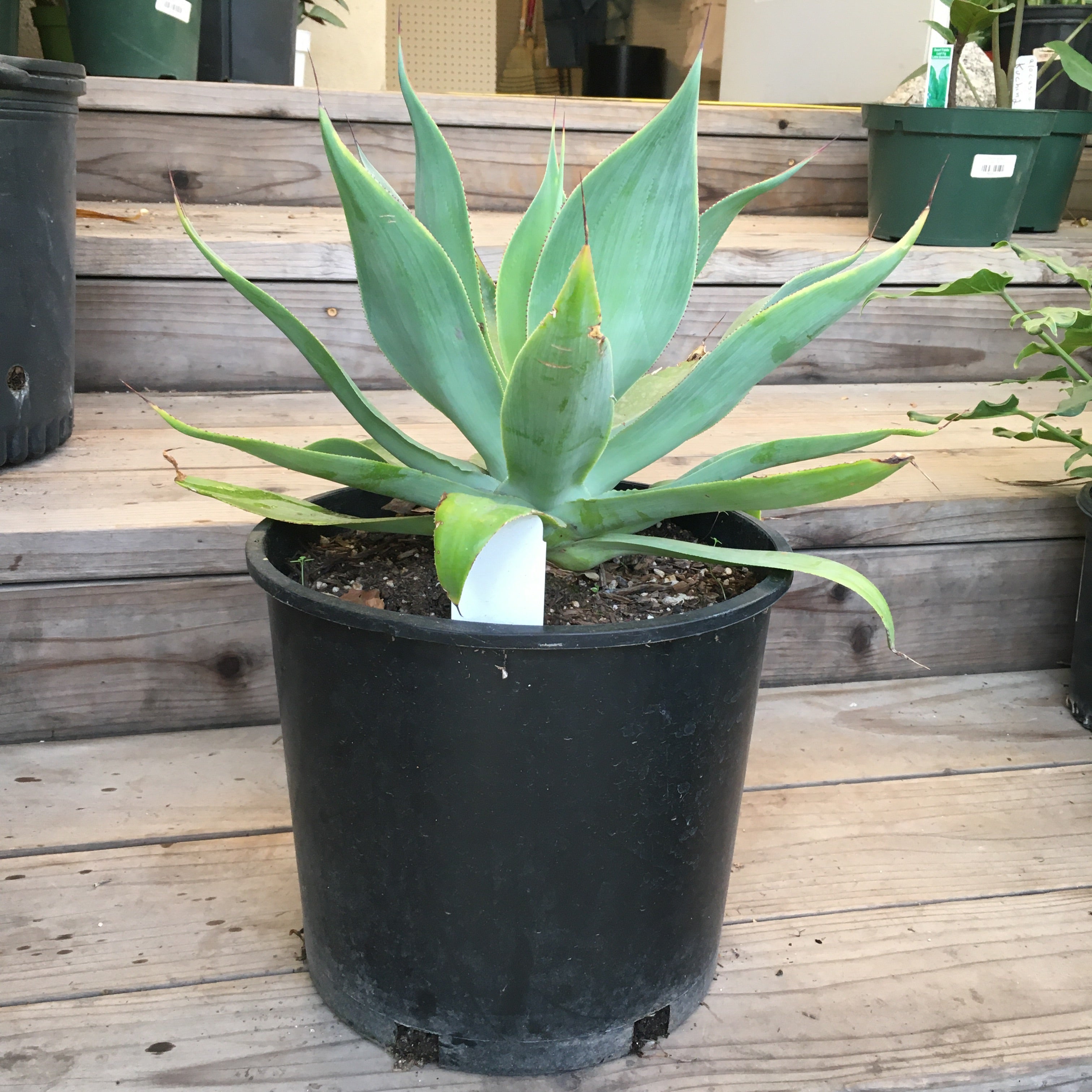 agave plant indoor Agave 'Blue Flame' – Plant Material