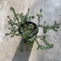 Arctostaphylos ‘John Dourley’