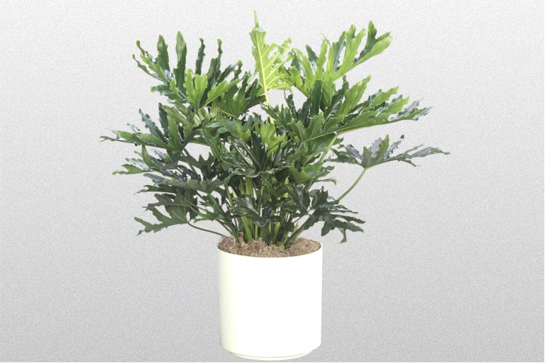 philodendron selloum hope care Philodendron selloum 'Hope'