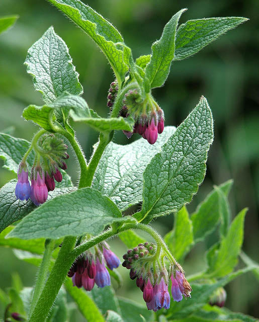 comfrey seeds for planting Organic Comfrey