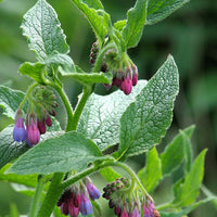 Organic Comfrey