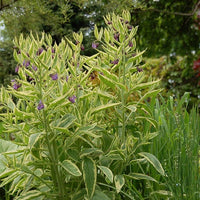 Organic Comfrey