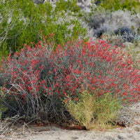 Justicia californica, Hummingbird Bush Nature Shot by Plant Material
