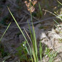 Juncus mexicanus