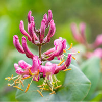 plant material shot