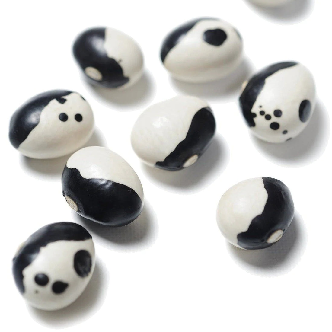 Organic Calypso Bean - Phaseolus vulgaris