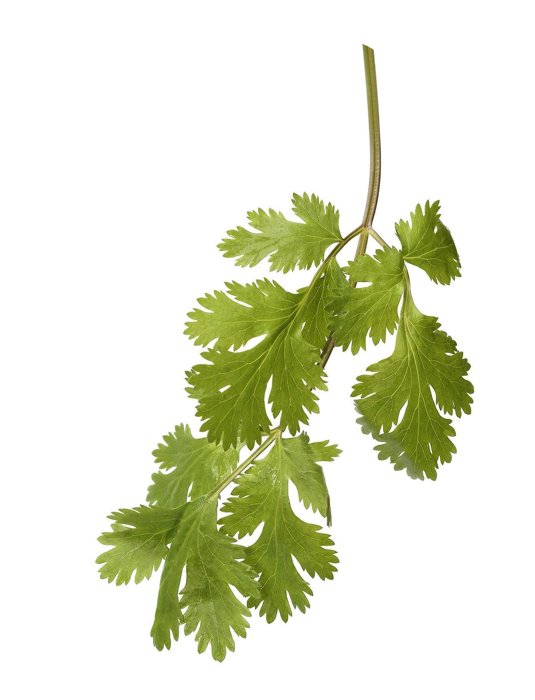 Organic Cilantro - Coriandrum sativum 