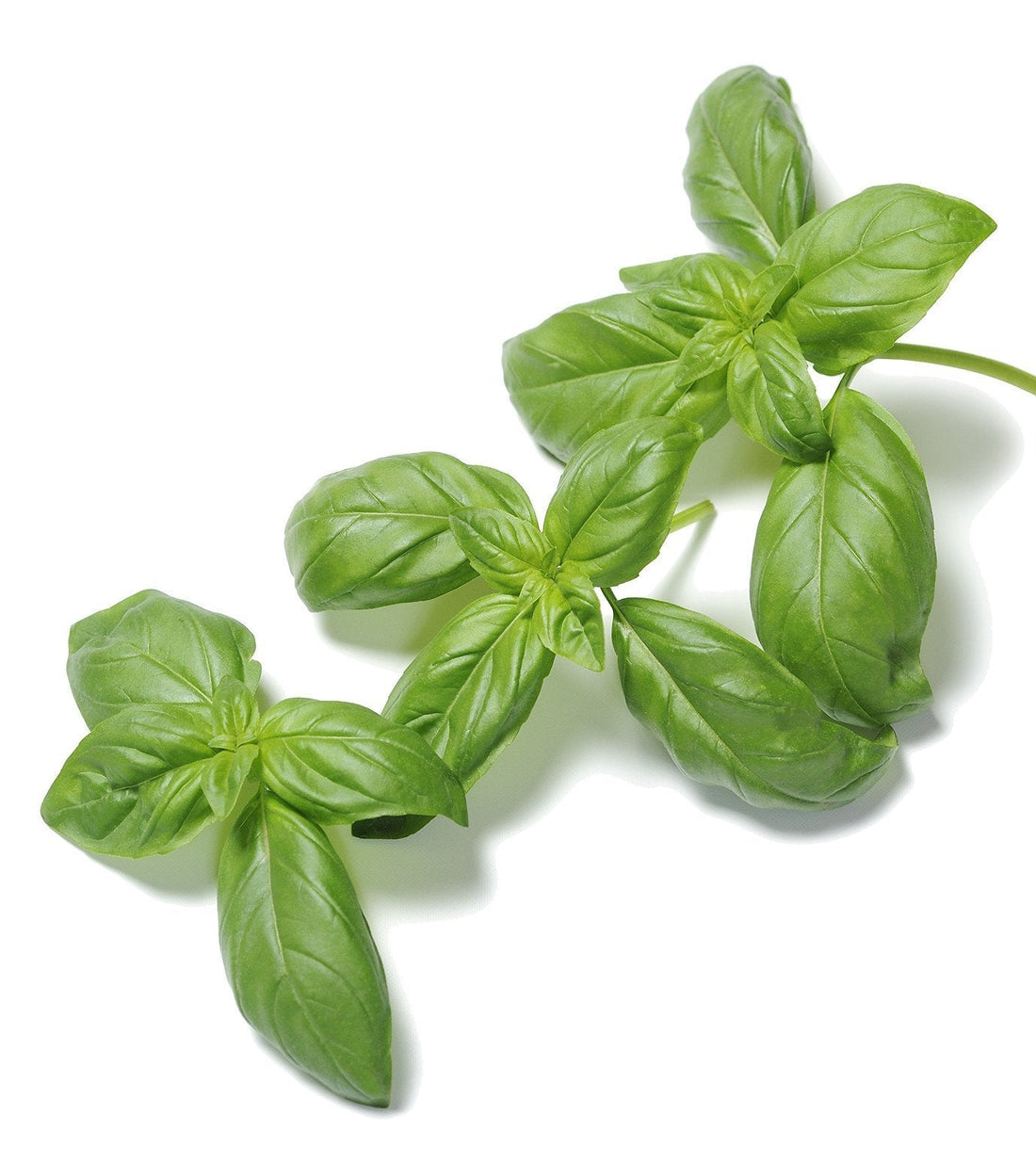 Organic Genovese Basil - Ocimum basilicul