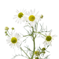 Organic German chamomile - Matricaria recutita