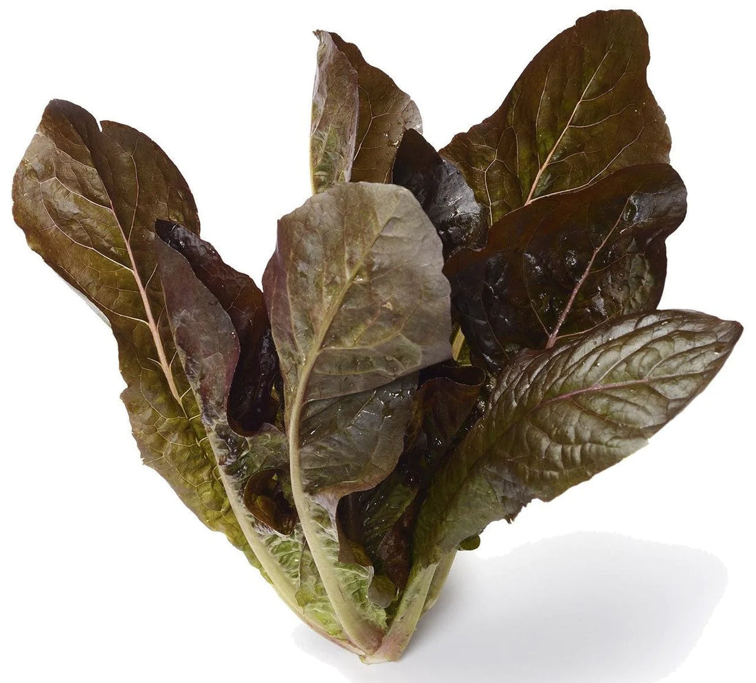 Organic Rouge d’Hiver Lettuce - Lactuca sativa