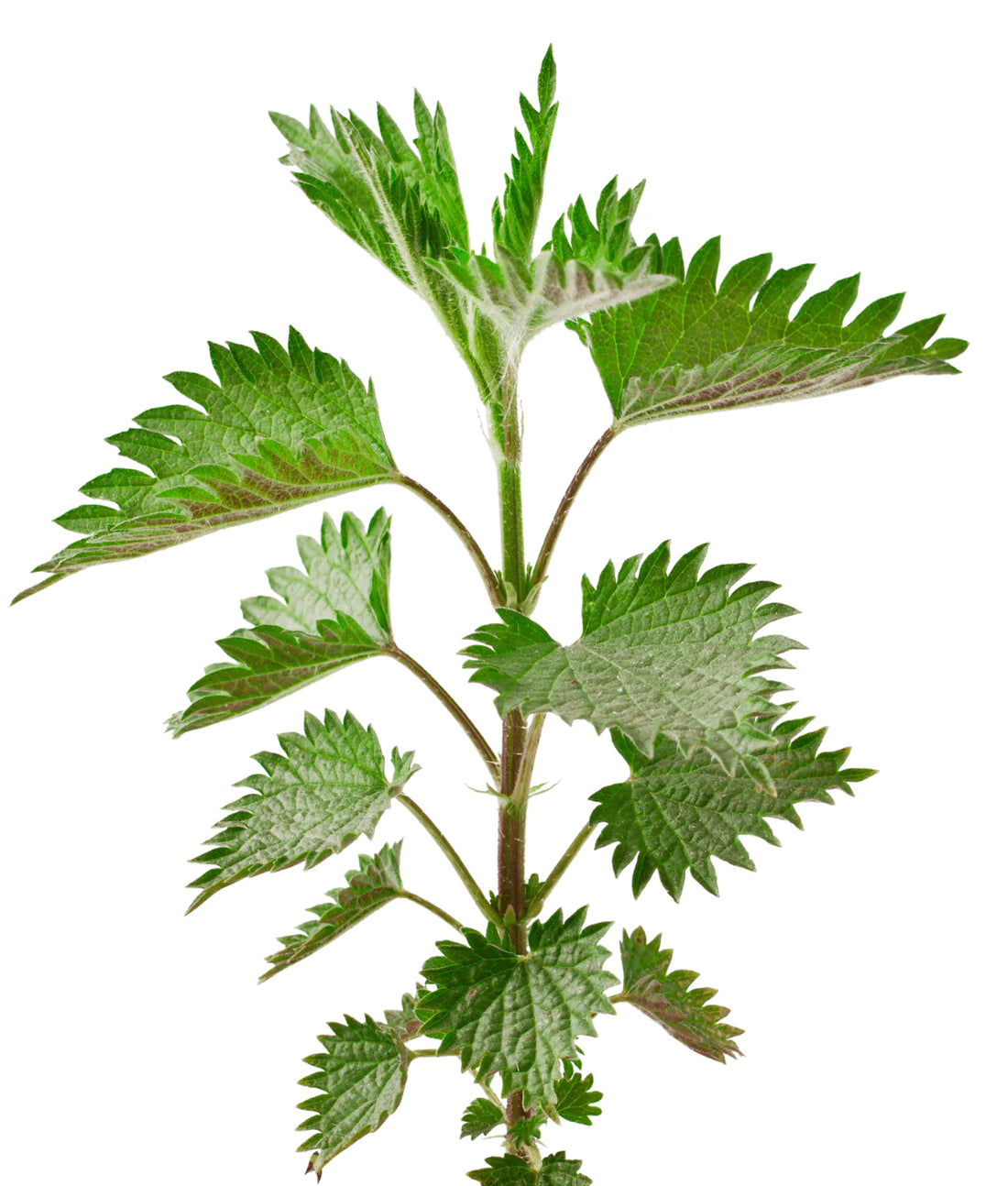 Organic Stinging Nettle - Urtica dioica