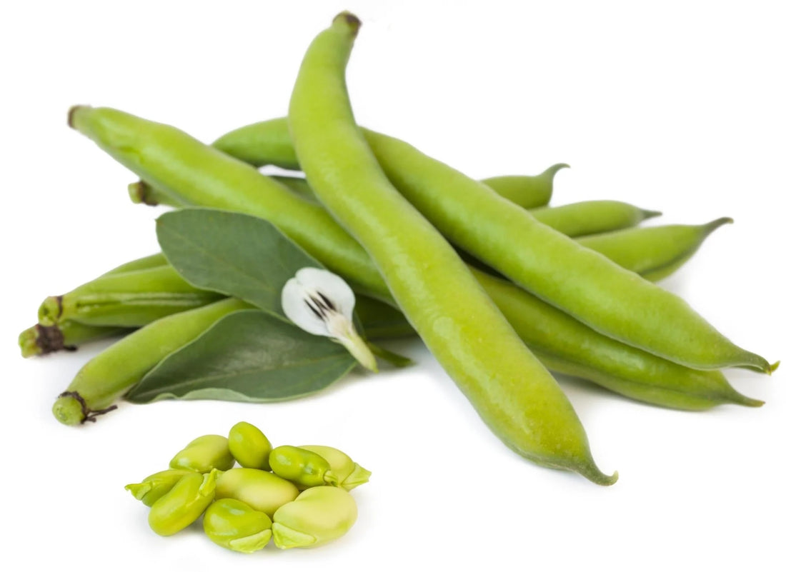 Organic Sweet Lorane Fava Bean - Vicia faba