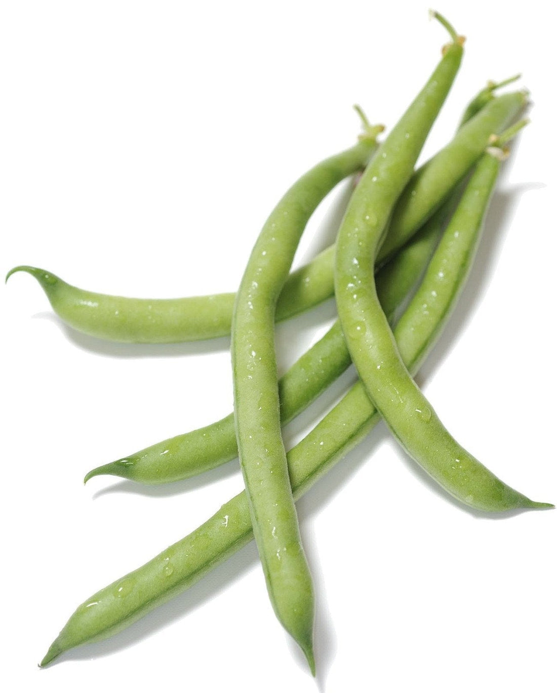 Organic Tendergreen Bush Bean - Phaseolus vulgaris