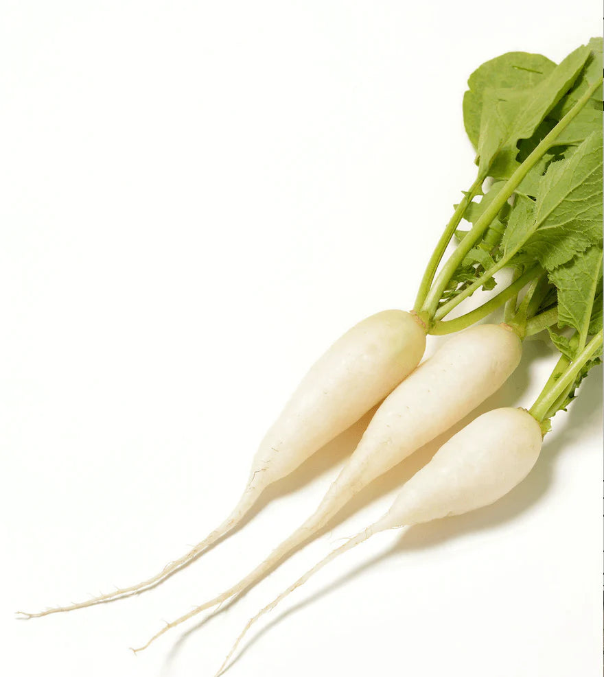 Organic White Icicle Radish - Raphamus sativus