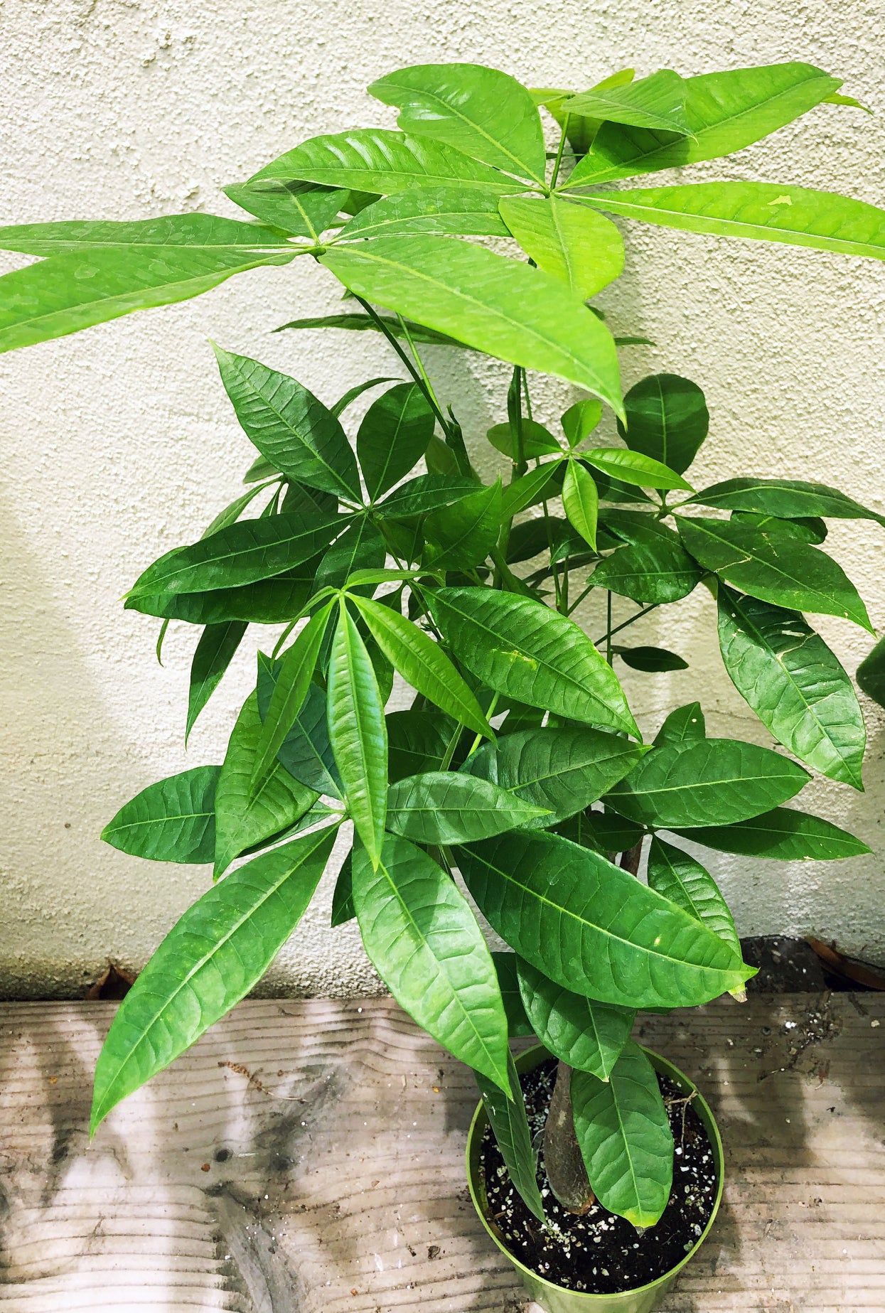 money tree temecula ca Pachira aquatica (money tree) – Plant Material