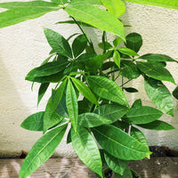 Pachira aquatica (braided money tree)