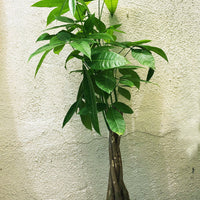 Pachira aquatica (braided money tree)