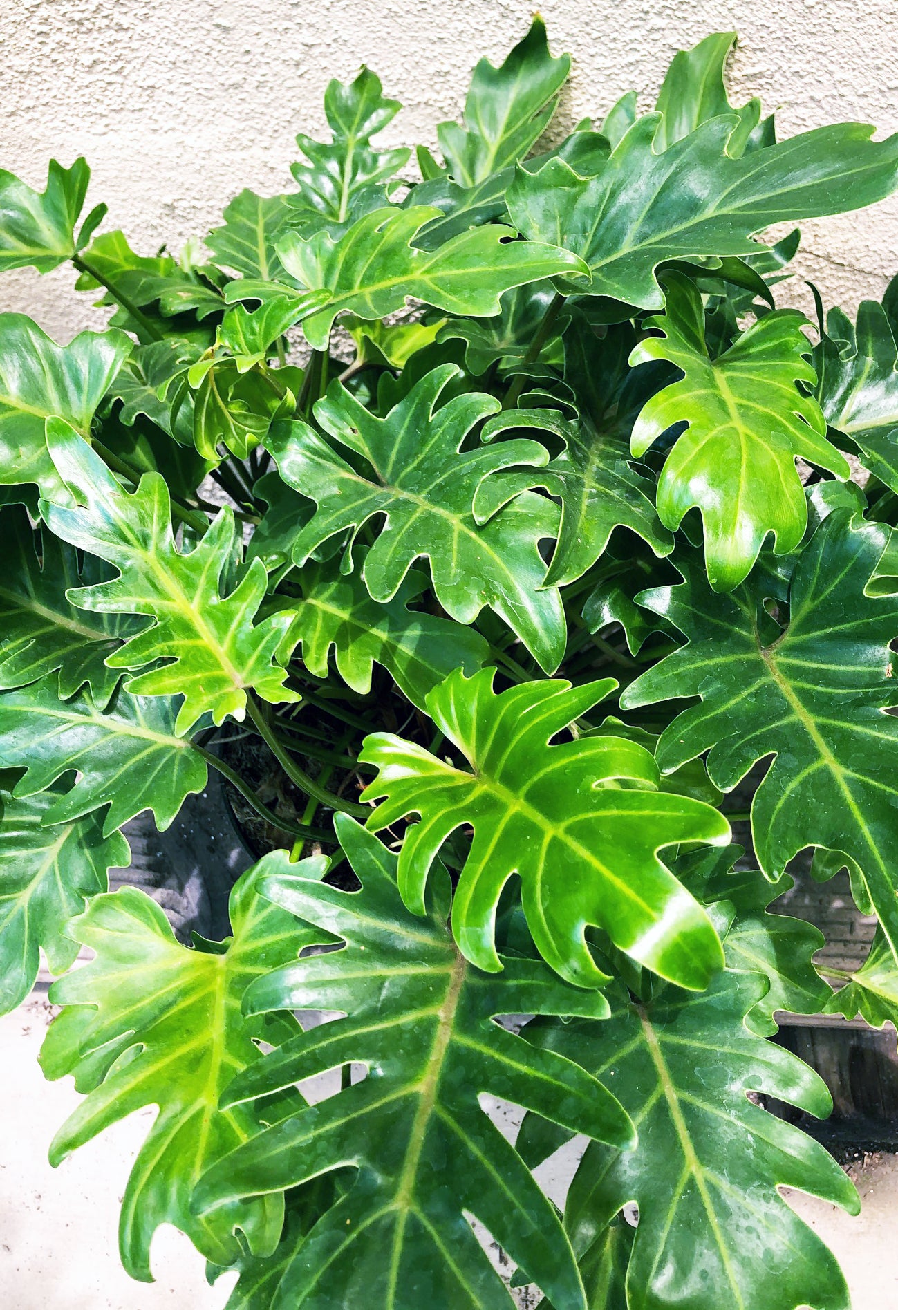 image.title Philodendron ‘Xanadu’ image.title Philodendron ‘Xanadu’