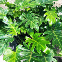 Philodendron ‘Xanadu’