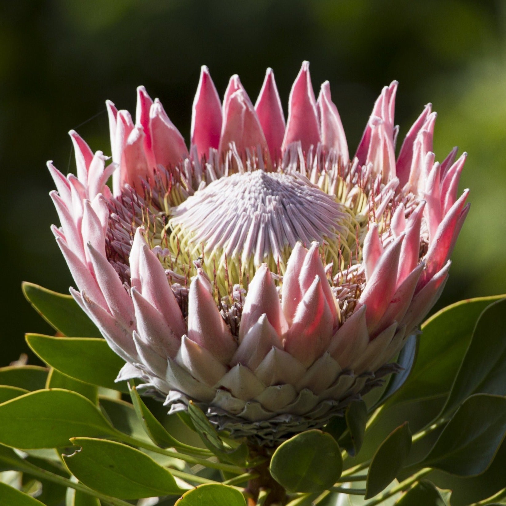 protea house plant Protea cynaroides 'Mini King'