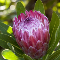 plant material shot