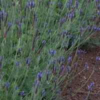 Lavandula multifida 'Kinneloa'