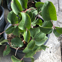 Rhus ovata, Sugar Bush