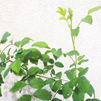Rosa californica 'First Dawn'