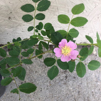 Rosa californica, California Rose Pink Flower