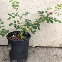 Rosa californica, California Rose 1 Gallon