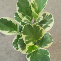 Peperomia variegata leaves