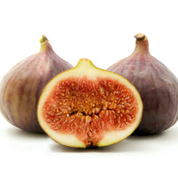 Brown Turkey Fig