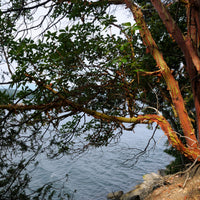 Arbutus menziesii (Madrone)