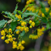 Berberis (Mahonia) nevinii, Flowering