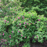 Rosa californica, California Rose Shutterstock
