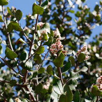 Rhus integrifolia, lemonade berry