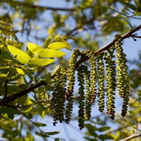 Juglans californica