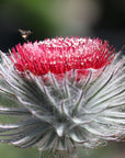 Cirsium occidentale, Cobweb Thistle