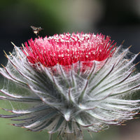 Cirsium occidentale, Cobweb Thistle