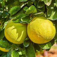 Oro Blanco Grapefruit, semi-dwarf