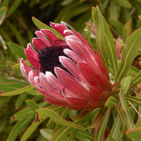 Protea Susanne