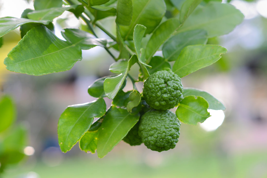 Thai Lime Leaf, semi-dwarf