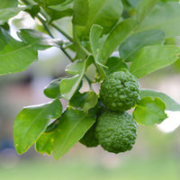 Thai Lime Leaf, semi-dwarf