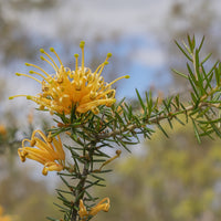 Molonglow x Robusta Grafted Grevillea
