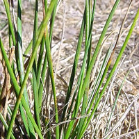 Juncus mexicanus