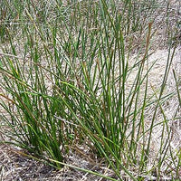 Juncus mexicanus