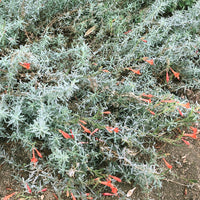 Zauschneria californica, Epilobium canum Nature shot by Plant Material