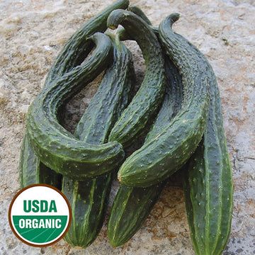 Suyo Long Cucumber Seeds, Organic