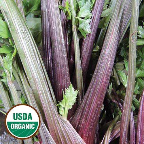 Pink Plume Celery Seeds, Organic