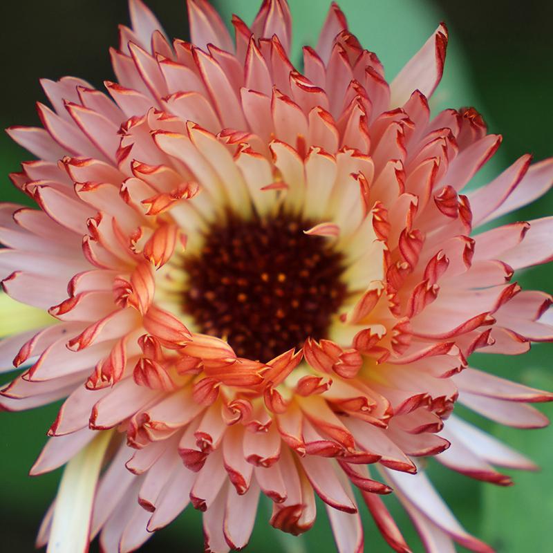 Touch of Red Buff Calendula Seeds